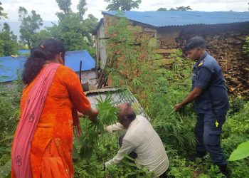 गाँजा फडानीलाइ निरन्तर दिदै गाेरखा प्रहरी