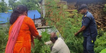 गाँजा फडानीलाइ निरन्तर दिदै गाेरखा प्रहरी