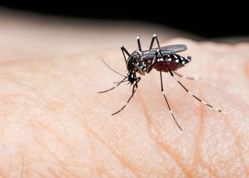 हुम्ला र मुस्ताङबाहेक ७५ जिल्लामा डेंगु, अहिलेसम्म सातजनाको मृत्यु