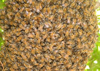 तनहुँमा सिंगुसले  टाेकेर १ जनाको मृत्यु