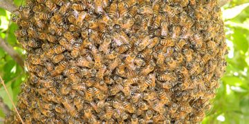 तनहुँमा सिंगुसले  टाेकेर १ जनाको मृत्यु