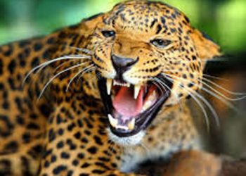 तनहुँमा नरभक्षी चितुवालाई गोलि हान्ने आदेश