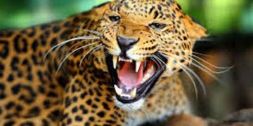 तनहुँमा नरभक्षी चितुवालाई गोलि हान्ने आदेश