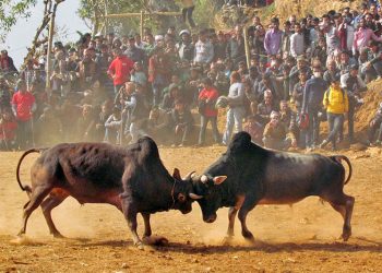 बन्दीपुरमा माघ १ गते गोरु जुधाइ प्रतियोगिता हुने