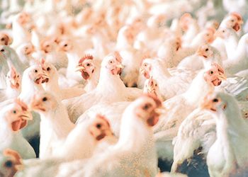 भक्तपुरको कुखुरा फार्ममा भेटियो बर्डफ्लु, ११ हजार कुखुरा र चल्ला नष्ट