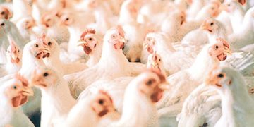 भक्तपुरको कुखुरा फार्ममा भेटियो बर्डफ्लु, ११ हजार कुखुरा र चल्ला नष्ट