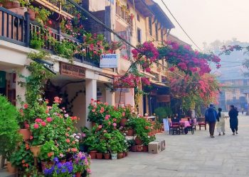 ढकमक्क फुलैफुलले बढायो बन्दीपुरको सौंदर्य