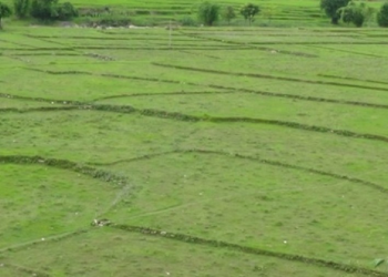 पानी अभावले रोपाइँ ढिला