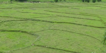 पानी अभावले रोपाइँ ढिला