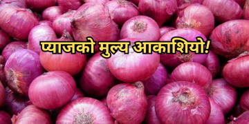 एक महिनामै प्याज ३२.८९ प्रतिशतले महंगियाे, बन्दा, साग र मूलाकाे पनि भाउ ह्वात्तै बढ्याे