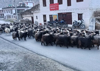 झन्डै २३ करोड को च्याङ्ग्रा मुस्ताङबाट बाहिरीए