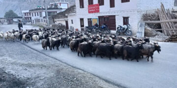 झन्डै २३ करोड को च्याङ्ग्रा मुस्ताङबाट बाहिरीए