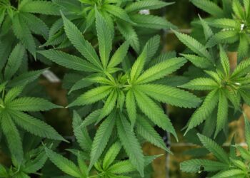 गाँजा खेतीको सम्भाव्यता अध्ययनका लागि कार्यदल