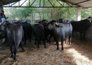 पोखरा ल्याइयो ७ वटा मुर्रा राँगा, फूलमालासहित स्वागत