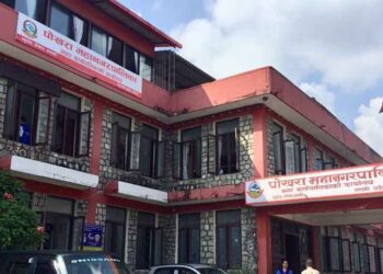 सडक किनारका रुख काट्नेलाई पोखरा महानगरले तिरायो जरिवाना