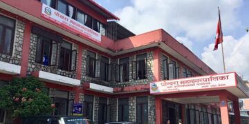 सडक किनारका रुख काट्नेलाई पोखरा महानगरले तिरायो जरिवाना