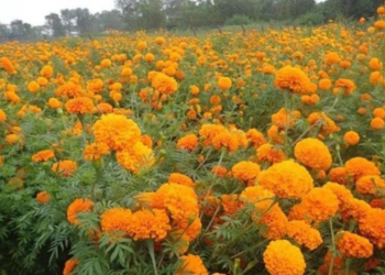 तिहारमा भारतीय सयपत्री फूलको मालाको आयातमा प्रतिबन्ध