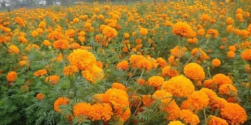 तिहारमा भारतीय सयपत्री फूलको मालाको आयातमा प्रतिबन्ध