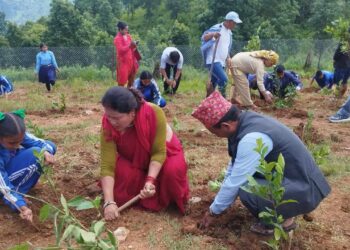 ऋषिङ्गमा चिया खेती सुरु