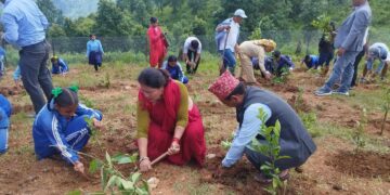 ऋषिङ्गमा चिया खेती सुरु