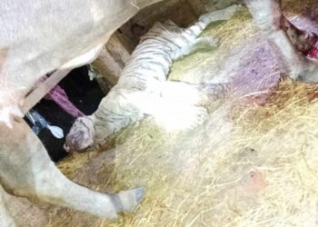 मकवानपुरमा भैँसीले आक्रमण गर्दा बाघको मृत्यु