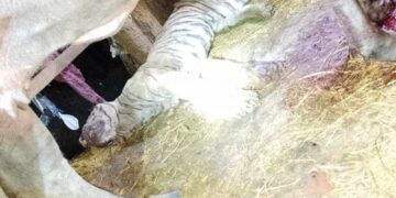 मकवानपुरमा भैँसीले आक्रमण गर्दा बाघको मृत्यु