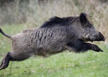 नेपाल प्रहरीका डीआईजी बँदेलसहित पक्राउ