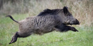 नेपाल प्रहरीका डीआईजी बँदेलसहित पक्राउ