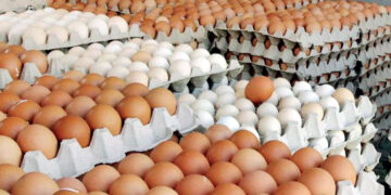 अण्डाको माग बढे सगैँ भाउ पनि बढ्यो