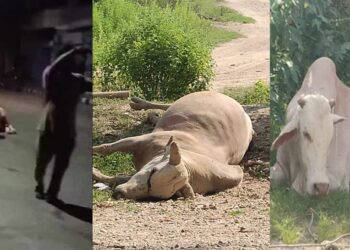 नगर प्रहरीले मरणासन्न बनाएर साँढेलाई खोलामा फाले