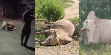 नगर प्रहरीले मरणासन्न बनाएर साँढेलाई खोलामा फाले