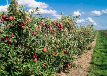 मुस्ताङको स्याउ भदौमै पाक्यो