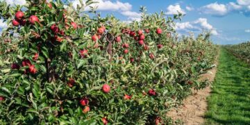 मुस्ताङको स्याउ भदौमै पाक्यो