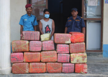 सिरहामा दुई दिनमा ५०० केजी गाँजा समातियो