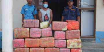 सिरहामा दुई दिनमा ५०० केजी गाँजा समातियो