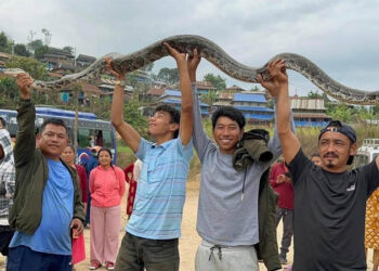 छ महिनाको अन्तरालमा चार अजिङ्गरको उद्धार
