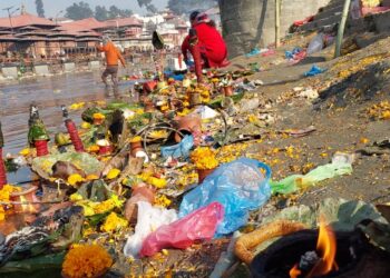 पशुपतिमा आज शतबीज छर्नेको घुइँचो