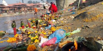 पशुपतिमा आज शतबीज छर्नेको घुइँचो