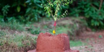 आज तुलसी र दामोदरको विवाहको दिन