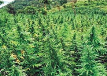 गण्डकीमा गाँजा खेतीलाई वैधानिकता दिने विधेयक प्रदेश सभामा पेस