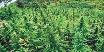 गण्डकीमा गाँजा खेतीलाई वैधानिकता दिने विधेयक प्रदेश सभामा पेस