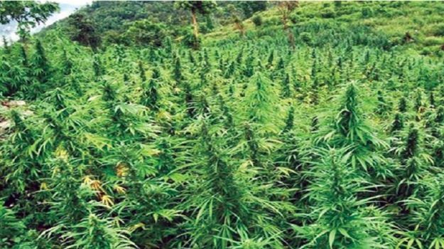 गण्डकीमा गाँजा खेतीलाई वैधानिकता दिने विधेयक प्रदेश सभामा पेस